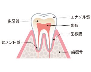 札幌　歯列矯正　歯科矯正　歯根膜　
